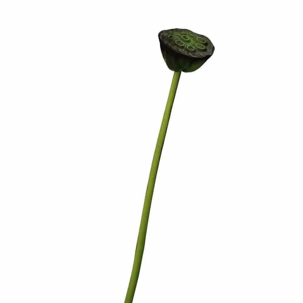 Artificial Lotus Seedpod Stem - Persora